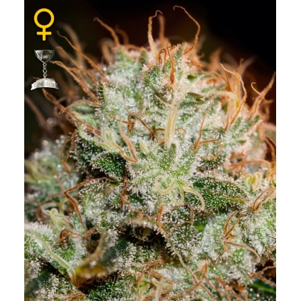 Kaia Kush